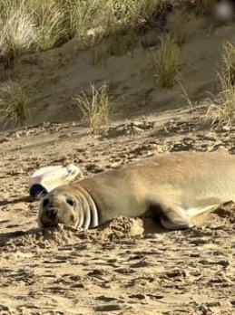 Neil the Seal lying on the beach