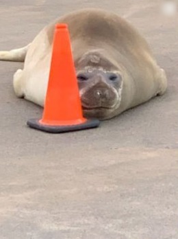 Neil the Seal with an orange cone on his face