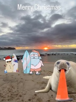 Neil the Seal on the beach at sunset with an orange cone